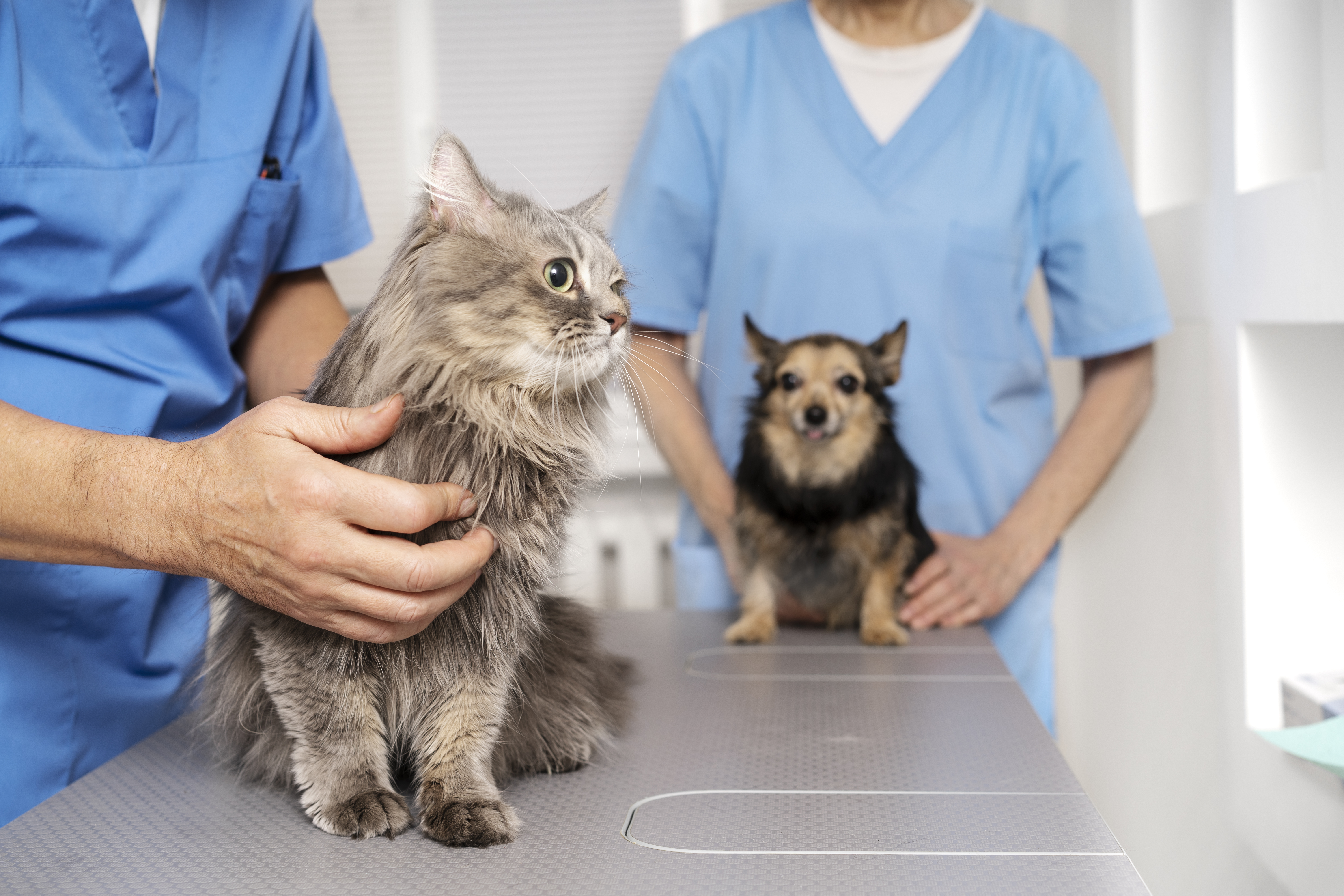 Veterinary Clinic